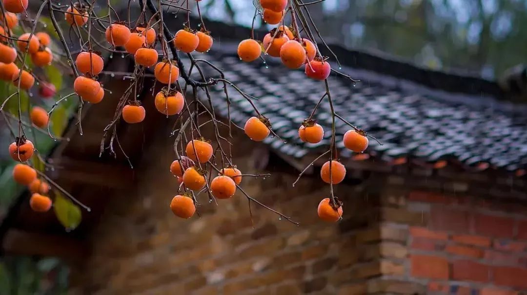 霜降到了，田里的事你知道多少？