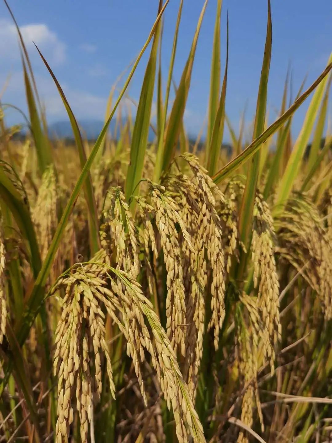 花城控股集團(tuán)
