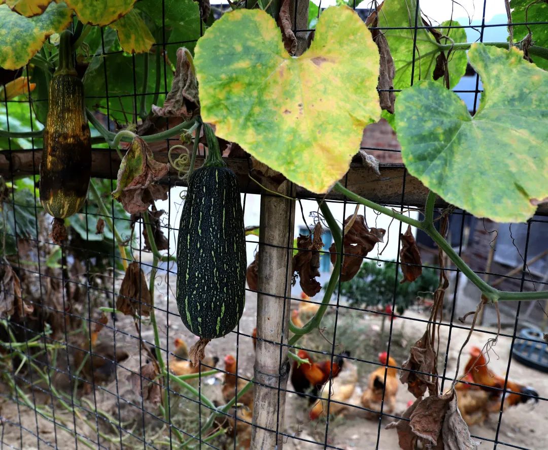 今日夢花灣 | 綠槿作籬笆，茅檐掛薜蘿