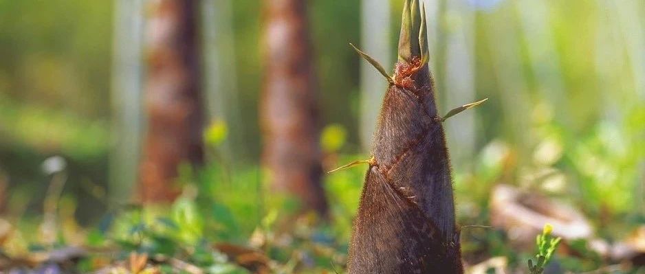 田園詩 | 在田園詩里賞竹品筍